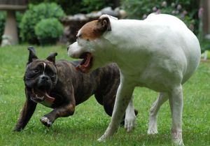 Dogs Playing